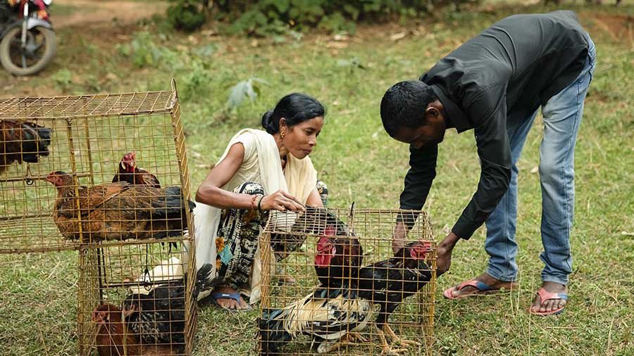 A woman smiles as she and a man look down at several chickens inside metal coops.