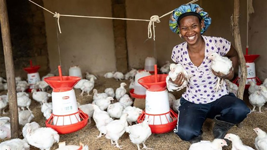 A female farmer kneels down and holds two white chickens amidst dozens of white chickens. 