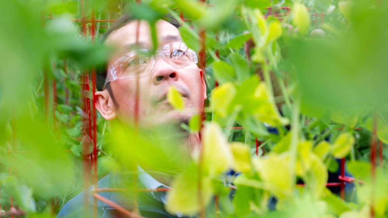 A Cargill crop innovation scientist examines plants. 