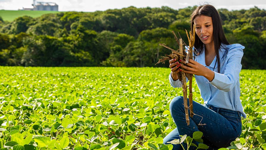 A woman holding soil and sticks kneels on farmland in Brazil.