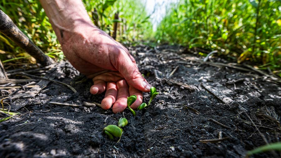 Plants grow out of soil on farmland.