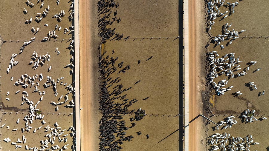 A cattle farmer holds a controller and watches a drone take off into the air in front of a large paddock of cattle. 