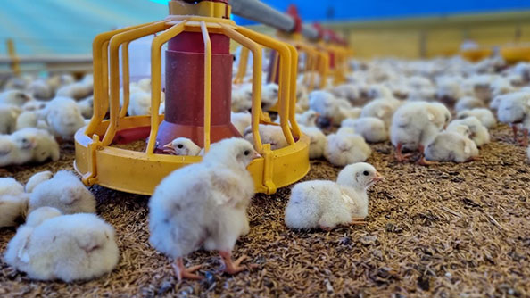 A large group of fluffy white chicks gather on the ground near a yellow and red poultry feeder in a brightly lit indoor farm setting.