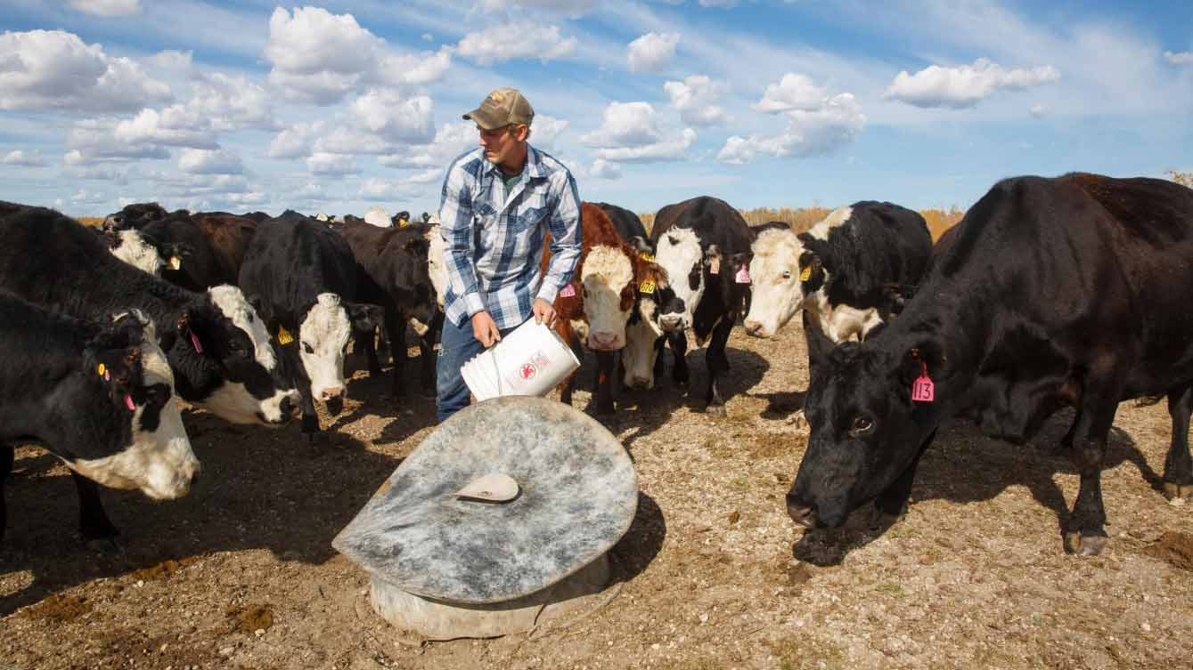 A rancher wearing a blue shirt, jeans and Brown hat uses a White plastic pail to feed a group of black and White cattle. 