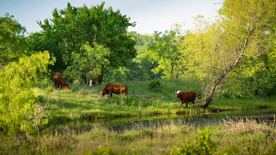 Several Brown cows graze on grass on a riverbank. 